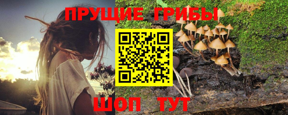 Псилоцибиновые грибы Psilocybe Волжский